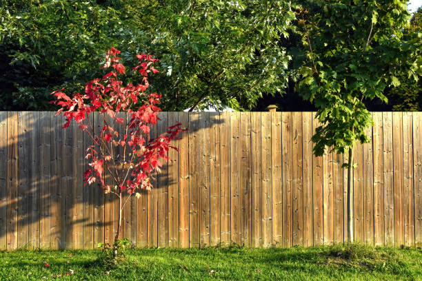 Wood privacy fence in a backyard with a red maple tree